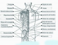 /album/fotogaleria/masajes-terapeuticos-jpg/